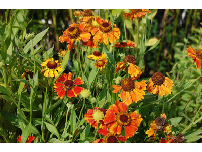 Helenium