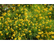 Helenium amarum Dakota Gold
