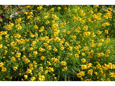 Helenium amarum