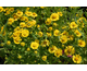 Helenium autumnale