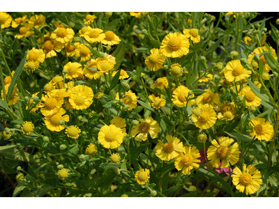 Helenium autumnale