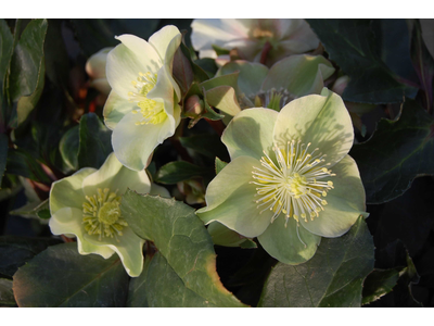 Helleborus x ballardiae