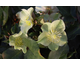 Helleborus x ballardiae Cinnamon Snow