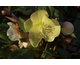 Helleborus x ballardiae Snow Dance