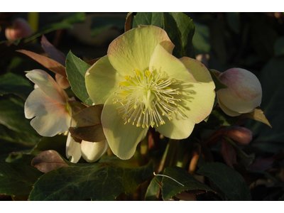 Helleborus x ballardiae