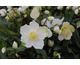 Helleborus niger