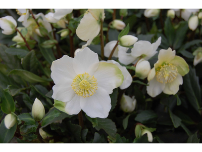 Helleborus niger