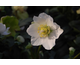 Helleborus niger Eileen