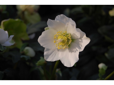 Helleborus niger