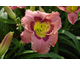 Hemerocallis