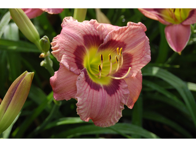 Hemerocallis