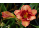 Hemerocallis Baby Red Eyes