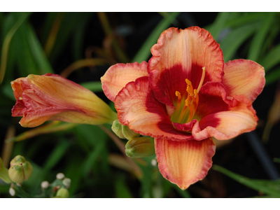 Hemerocallis