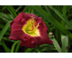 Hemerocallis