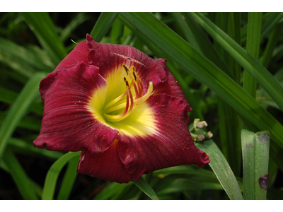 Hemerocallis