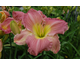 Hemerocallis