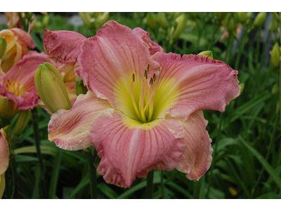 Hemerocallis