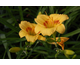 Hemerocallis