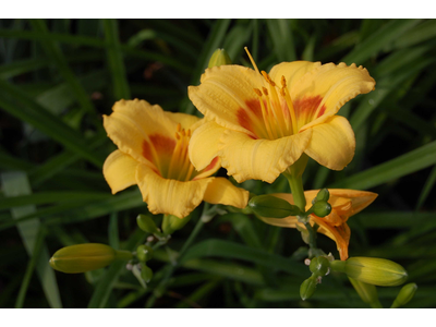 Hemerocallis