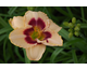 Hemerocallis Blueberry Candy