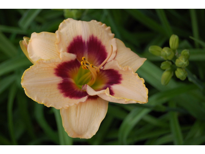 Hemerocallis