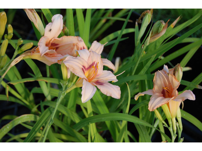 Hemerocallis