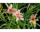 Hemerocallis Catherine Woodbury