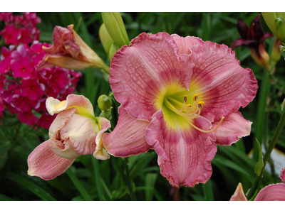 Hemerocallis