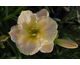 Hemerocallis