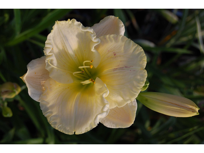 Hemerocallis