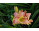 Hemerocallis