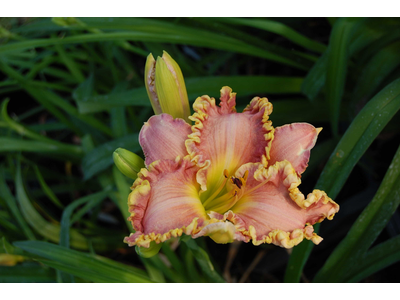 Hemerocallis