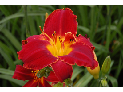 Hemerocallis