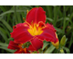 Hemerocallis