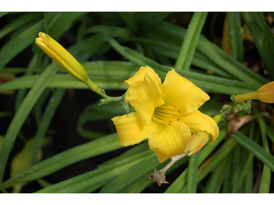 Hemerocallis