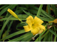 Hemerocallis