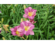 Hemerocallis