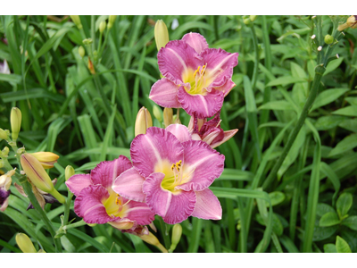 Hemerocallis