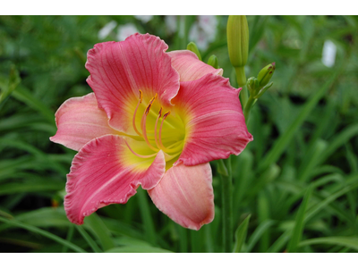 Hemerocallis