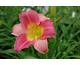 Hemerocallis