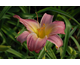 Hemerocallis Flamboyant Show