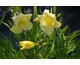 Hemerocallis Fragrant Returns ®