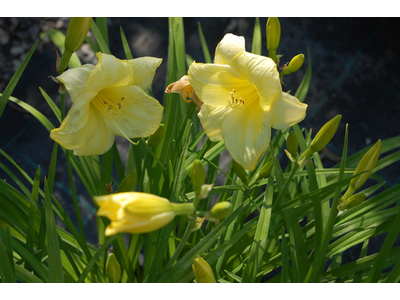 Hemerocallis