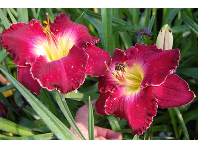 Hemerocallis