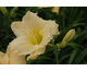 Hemerocallis