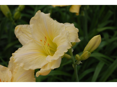 Hemerocallis