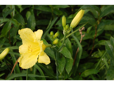 Hemerocallis