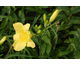 Hemerocallis