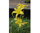 Hemerocallis Hyperion