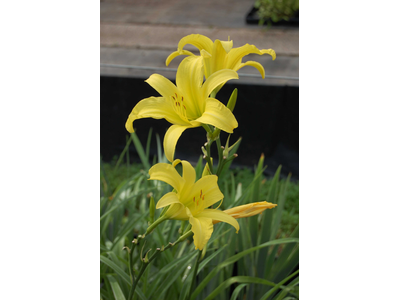Hemerocallis